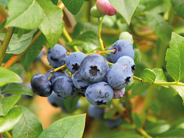 kleinfruit in je tuin