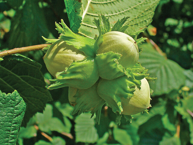 fruitbomen kopen
