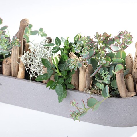Plant in pot binnen