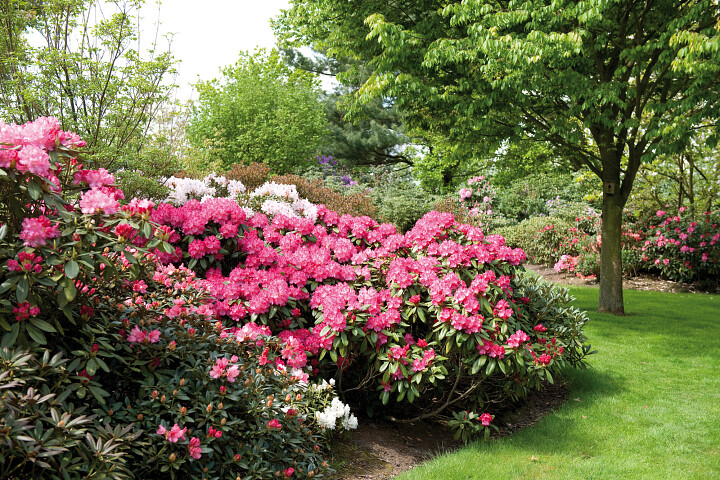 rododendrons kopen