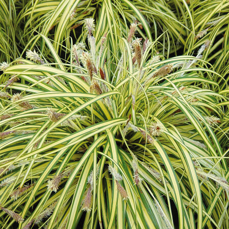 2-carex-morrowii-variegata-1.jpg