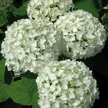 3-hydrangea_annabelle.jpg