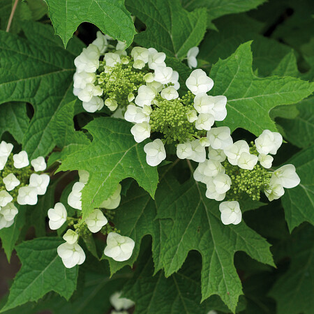 4-hydrangea_quercifolia_bhambotgdn.jpg