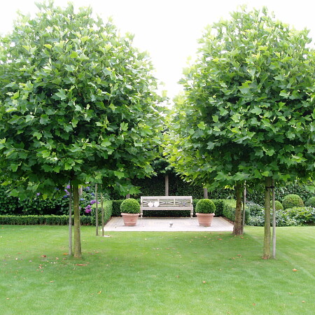 Augustus_2008_049.jpg