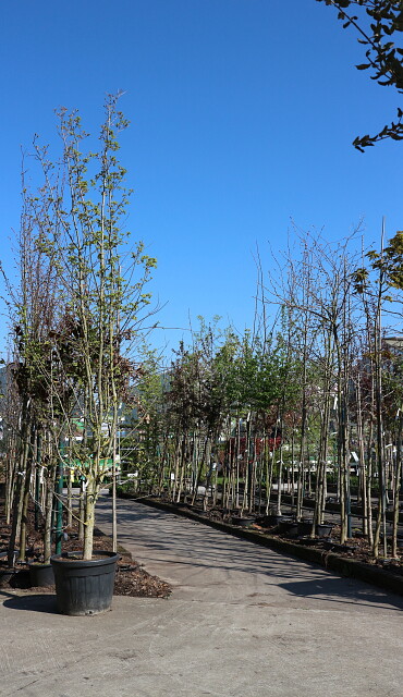 Les arbres