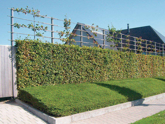 Zilver Transparant menigte Haagplanten kopen voor uw tuin - Assortiment hagen - Tuincentrum De Molen