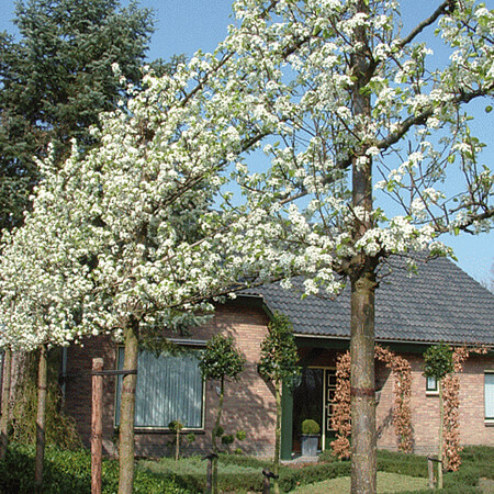 PyrusCalleryana-Chanticleer-1.jpg