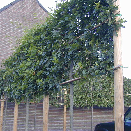 Quercus_palustris_Leimoeraseik.JPG