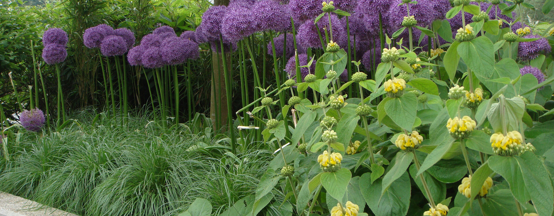 plantes, notre caractéristique