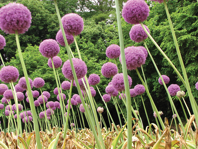 Alium in combinatie met siergras
