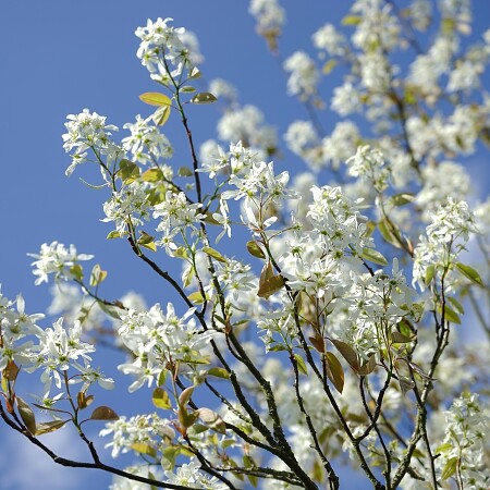 amelanchier-324303-1920.jpg