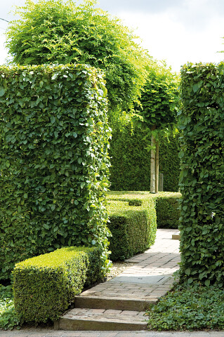 haagplanten - verschillende hagen