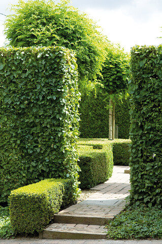 Zilver Transparant menigte Haagplanten kopen voor uw tuin - Assortiment hagen - Tuincentrum De Molen