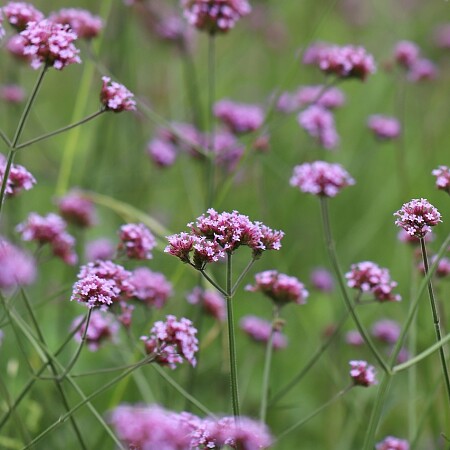 argentinian-verbena-4505735-1280.jpg