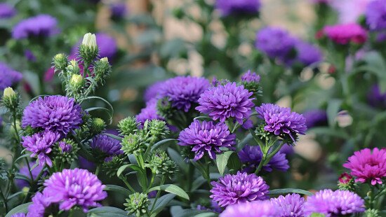 aster-bloembak.jpg