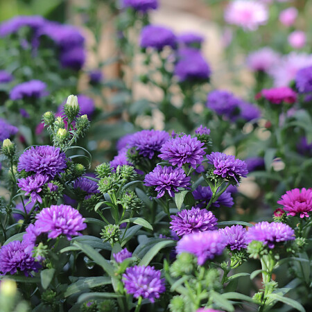 aster-bloembak.jpg