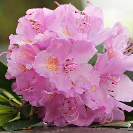 azalea-1436344-1920.jpg