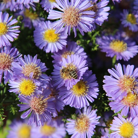bee-3754187-1280.jpg