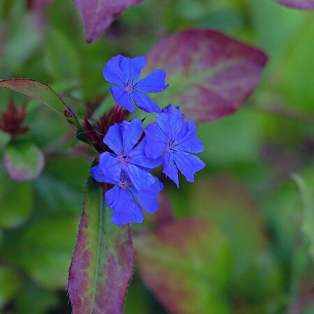 blue-leadwort-6167289-1920.jpg