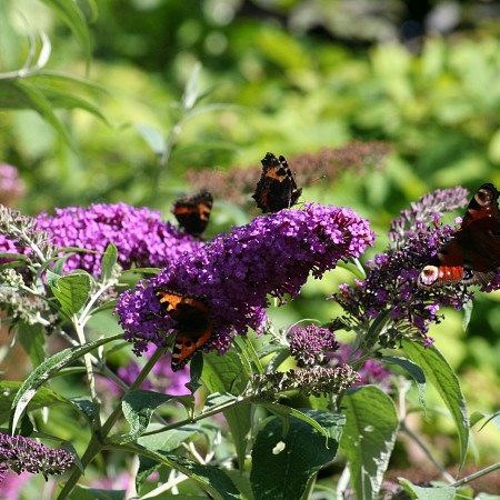 butterfly-bush-781861-1920.jpg