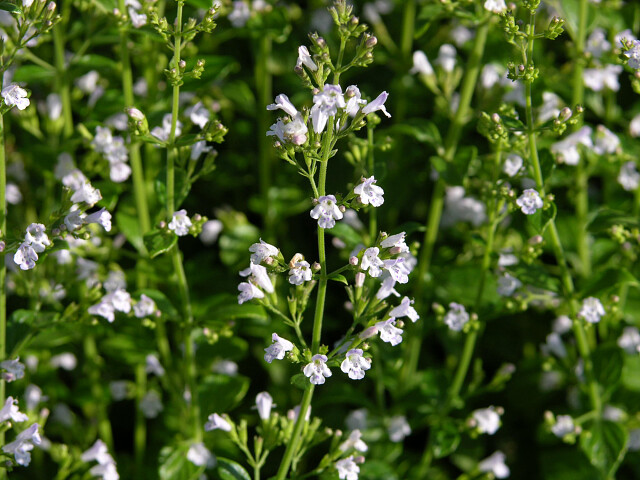 Calamintha nepeta of bergsteentijm trekt vlinders en bijen aan
