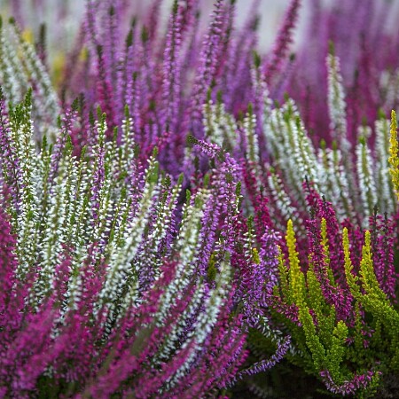 calluna-vulgaris-6842657-1280.jpg