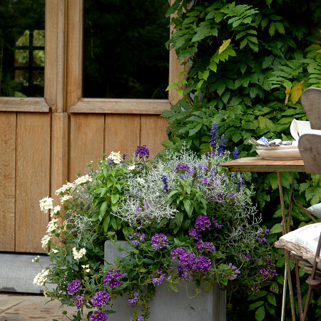 calocephalus-brownii-verbena-flowersun-silice-verbena-flowersun-thalys-salvia-farinacea-rhea-a.jpg