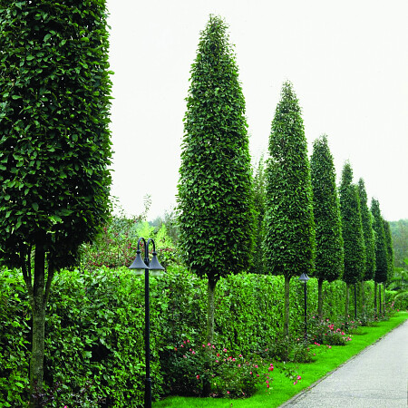 carpinus_frans_fontaine.jpg