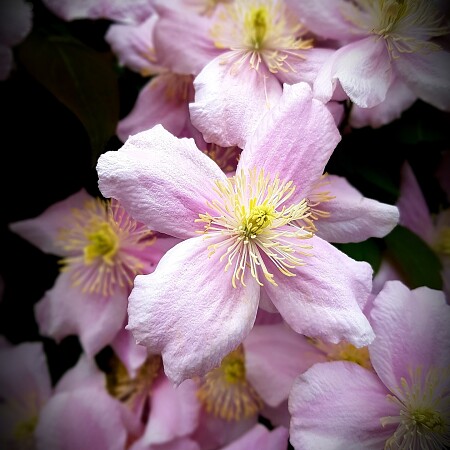 clematis-4199433-1920.jpg