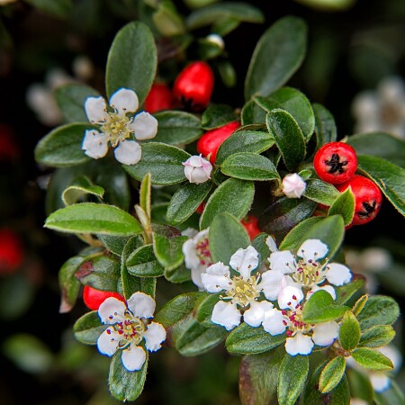 cotoneaster-6350164-1920.jpg