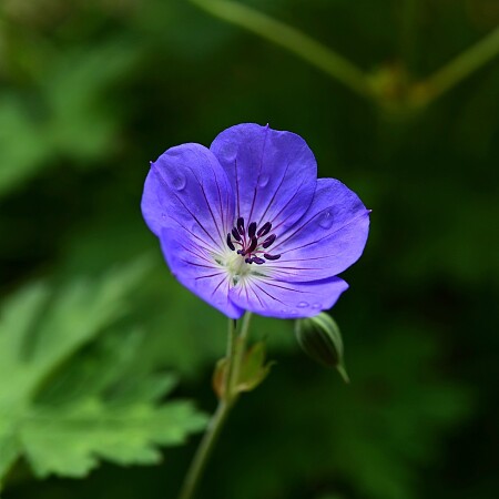 cranesbill-5317335-1920.jpg