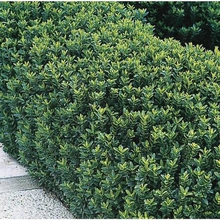 euonymus-green-spire.jpg
