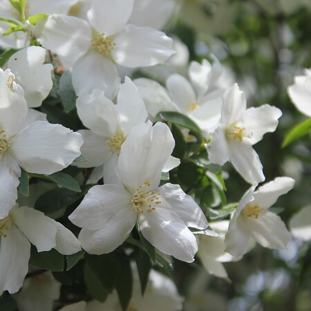 flower-3141634-1920.jpg