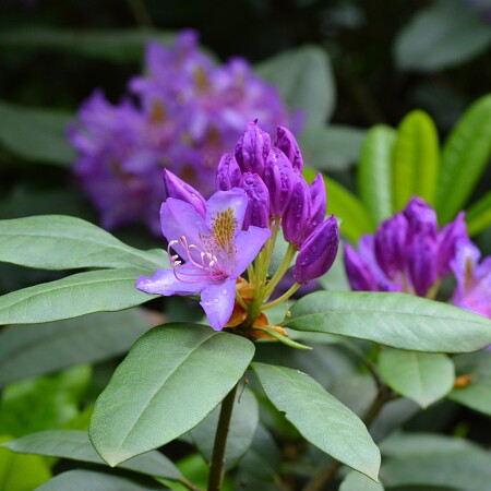 flower-3426888-1920.jpg