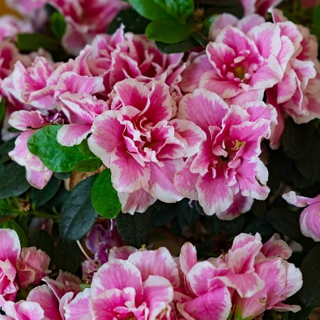 flower-4214243-1920.jpg