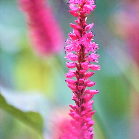flower-4800171-1920.jpg