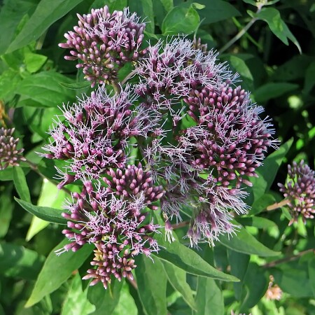 flower-5472493-1280_1722497019.jpg