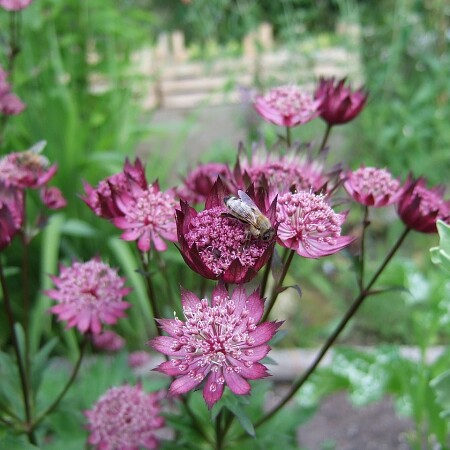 flower-643439-1280.jpg
