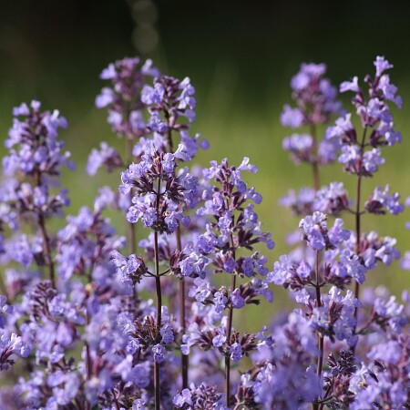flowers-7232964-1280.jpg