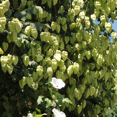 fruits-87872-1920.jpg