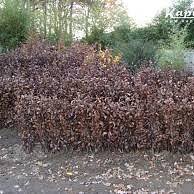 haag kopen