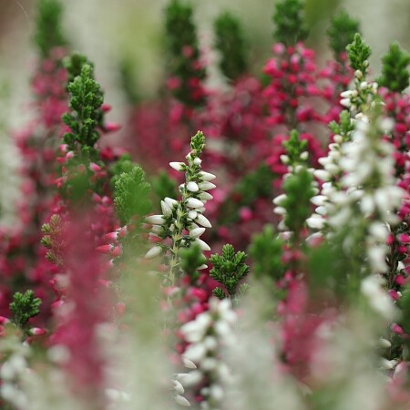 heather-plants-5753204-1280.jpg