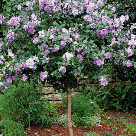 hibiscus.jpg