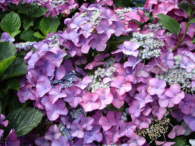 hydrangea voorkomt onkruidgroei