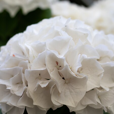 hydrangea-5385119-1920.jpg