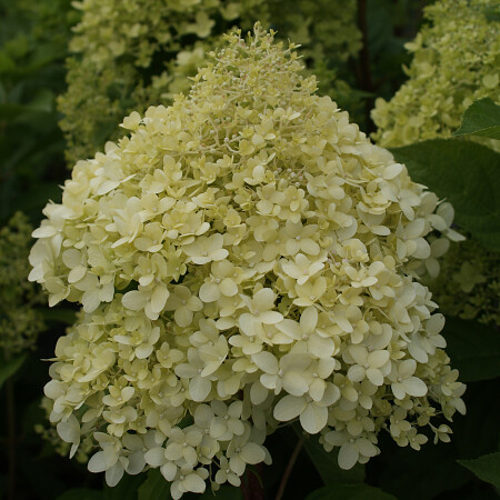hydrangea-p-limelight-b.jpg