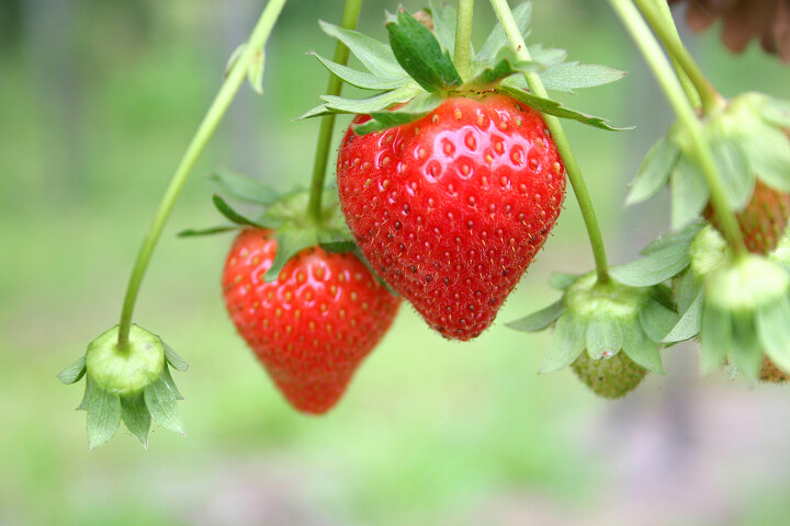 kleinfruit kopen: kweek je eigen aardbeien