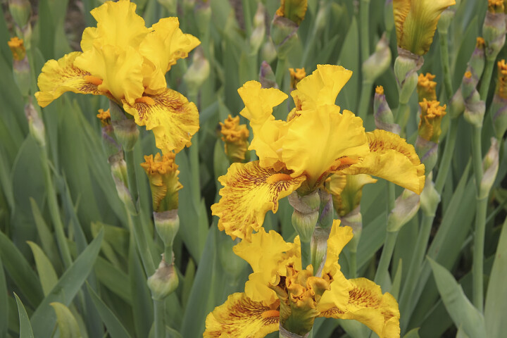 vijverplant