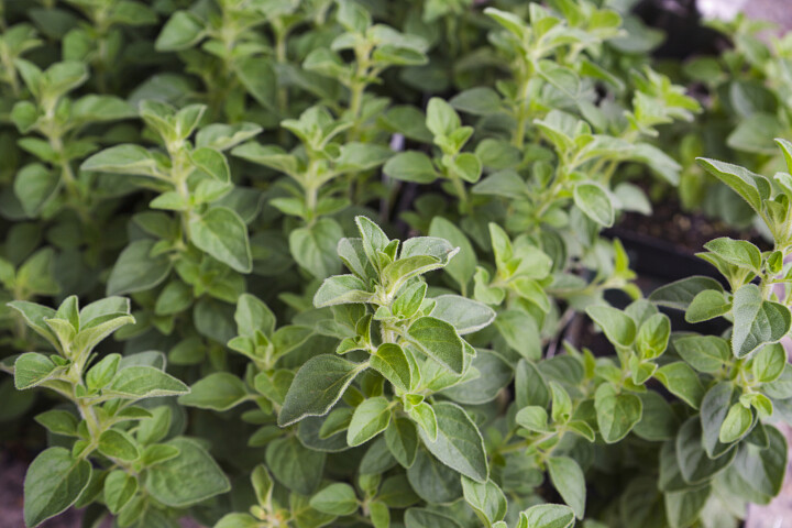 Wilde marjolein (Origanum vulgare) leuk in pot of terras