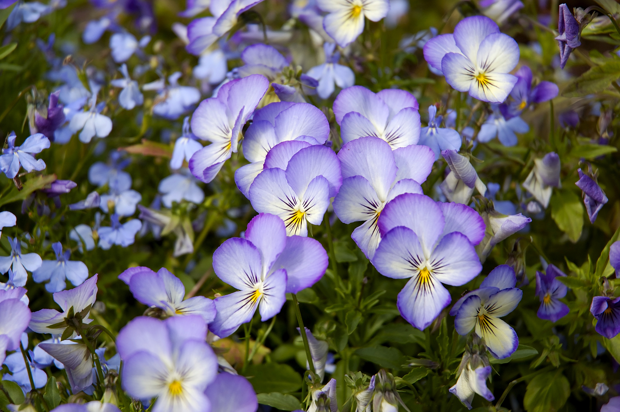 bouquet d'arbustes, fleurs, plantes, pensées, plant, pensées, pensées,  plant, plantes